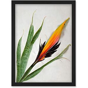 Wee Blue Coo Bird of Paradise Tropical Plant Flower and Leaves Illustration on White Artwork Framed Wall Art Print A4 Wee Blue Coo Bird of Paradise Tropical Plant Flower and Leaves Illustration on White Artwork Framed Wall Art Print A4