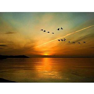 Wee Blue Coo Geese Bird Formation Sunset Lake Art Print Poster Wall Decor 12X16 Inch Wee Blue Coo Geese Bird Formation Sunset Lake Art Print Poster Wall Decor 12X16 Inch