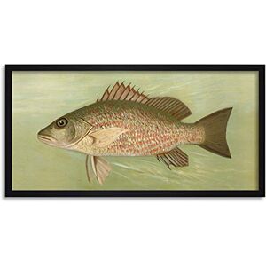 Artery8 Petrie North American Fishes Mangrove Snapper Illustration Framed Wall Art Print Long 25X12 Inch Artery8 Petrie North American Fishes Mangrove Snapper Illustration Framed Wall Art Print Long 25X12 Inch