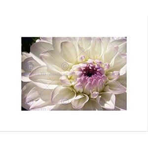 Wee Blue Coo PHOTO COMPOSITION MACRO CLOSE UP WHITE FLOWER PETALS FRAMED ART PRINT B12X13071 Wee Blue Coo PHOTO COMPOSITION MACRO CLOSE UP WHITE FLOWER PETALS FRAMED ART PRINT B12X13071