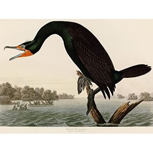 Artery8 Audubon Birds Florida Cormorant Painting Large XL Wall Art Canvas Print Artery8 Audubon Birds Florida Cormorant Painting Large XL Wall Art Canvas Print