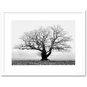 Wee Blue Coo Old Oak Tree Black White Mist Fog Photo Framed Art Print Picture F12X634 Wee Blue Coo Old Oak Tree Black White Mist Fog Photo Framed Art Print Picture F12X634
