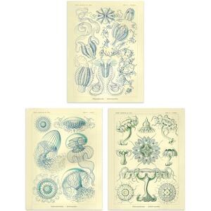 Artery8 Set of 3 Jellyfish Blue on Yellow Haeckel Vintage Illustrations Detailed Marine Study Unframed Wall Art Living Room Poster Prints Pack Artery8 Set of 3 Jellyfish Blue on Yellow Haeckel Vintage Illustrations Detailed Marine Study Unframed Wall Art Living Room Poster Prints Pack