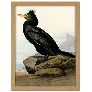 Artery8 Audubon Birds Double Crest Cormorant Painting Artwork Framed Wall Art Print 18X24 Inch Artery8 Audubon Birds Double Crest Cormorant Painting Artwork Framed Wall Art Print 18X24 Inch