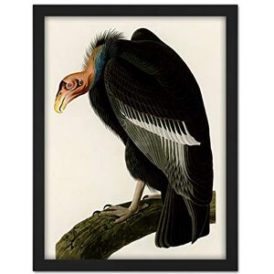 Artery8 Audubon Birds America Californian Vulture Artwork Framed Wall Art Print 18X24 Inch Artery8 Audubon Birds America Californian Vulture Artwork Framed Wall Art Print 18X24 Inch