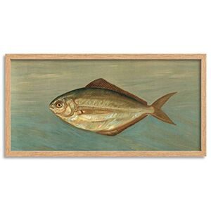 Artery8 Petrie North American Fishes Dollar Illustration Framed Wall Art Print Long 25X12 Inch Artery8 Petrie North American Fishes Dollar Illustration Framed Wall Art Print Long 25X12 Inch