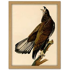 Artery8 Audubon Birds Eagle White Head Painting Artwork Framed Wall Art Print 18X24 Inch Artery8 Audubon Birds Eagle White Head Painting Artwork Framed Wall Art Print 18X24 Inch
