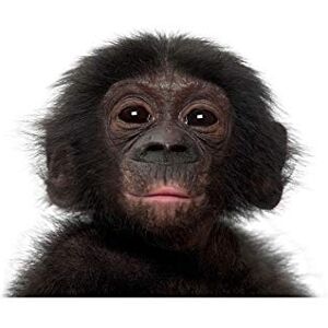 Wee Blue Coo Photo Animal Bonobo Chimp Chimpanzee Baby Young Wall Art Print Wee Blue Coo Photo Animal Bonobo Chimp Chimpanzee Baby Young Wall Art Print