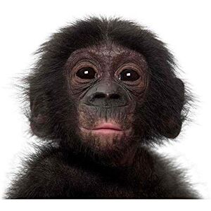 Wee Blue Coo Photo Animal Bonobo Chimp Chimpanzee Baby Young Art Print Poster Wall Decor 12X16 Inch Wee Blue Coo Photo Animal Bonobo Chimp Chimpanzee Baby Young Art Print Poster Wall Decor 12X16 Inch