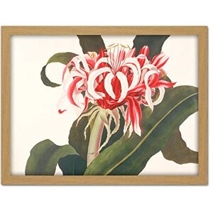 Artery8 Bury Havell Giant Spider Lily Queen Emma Flower Artwork Framed Wall Art Print 18X24 Inch Artery8 Bury Havell Giant Spider Lily Queen Emma Flower Artwork Framed Wall Art Print 18X24 Inch
