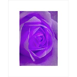 Wee Blue Coo NATURE PINK ROSE CLOSE UP PETAL BEAUTIFUL BLACK FRAMED ART PRINT B12X4277 Wee Blue Coo NATURE PINK ROSE CLOSE UP PETAL BEAUTIFUL BLACK FRAMED ART PRINT B12X4277