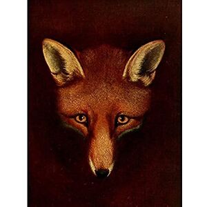 Artery8 Reinagle Renard Fox Book illustration Recreation Painting Unframed Wall Art Print Poster Home Decor Premium Artery8 Reinagle Renard Fox Book illustration Recreation Painting Unframed Wall Art Print Poster Home Decor Premium