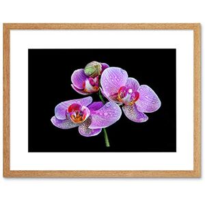 Wee Blue Coo Photo Macro Close Up Floral Flower Pink Purple Orchid Framed Wall Art Print Wee Blue Coo Photo Macro Close Up Floral Flower Pink Purple Orchid Framed Wall Art Print