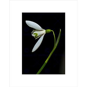 Wee Blue Coo Nature Plant Flower Beautiful Snowdrop White Petal Wall Art Print Wee Blue Coo Nature Plant Flower Beautiful Snowdrop White Petal Wall Art Print