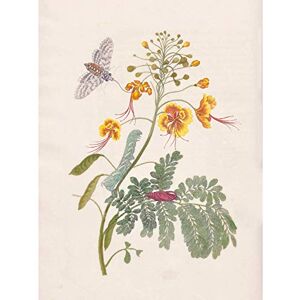 Artery8 Merian Metamorphosis Flower Insects Nature Painting Unframed Wall Art Print Poster Home Decor Premium Artery8 Merian Metamorphosis Flower Insects Nature Painting Unframed Wall Art Print Poster Home Decor Premium