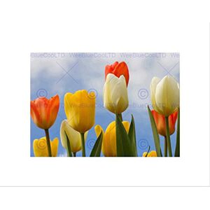 Wee Blue Coo TULIPS FLOWERS BLACK FRAME FRAMED ART PRINT PICTURE MOUNT GIFT B12X9356 Wee Blue Coo TULIPS FLOWERS BLACK FRAME FRAMED ART PRINT PICTURE MOUNT GIFT B12X9356