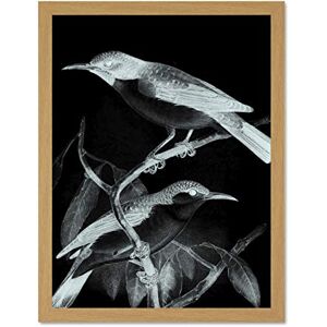 Wee Blue Coo Birds Illustration Night Large Framed Art Print Wall Poster 18x24 inch Wee Blue Coo Birds Illustration Night Large Framed Art Print Wall Poster 18x24 inch