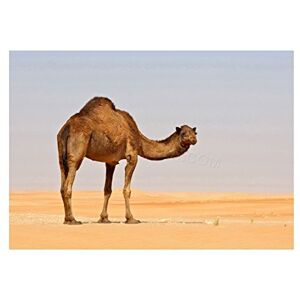 Wee Blue Coo Photo Nature Animal Single Camel Sand Desert Wall Art Print Wee Blue Coo Photo Nature Animal Single Camel Sand Desert Wall Art Print