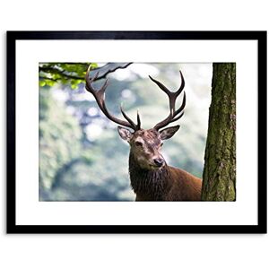 Wee Blue Coo PHOTO NATURE ANIMAL PORTRAIT DEER STAG ANTLERS FRAMED PRINT F97X5427 Wee Blue Coo PHOTO NATURE ANIMAL PORTRAIT DEER STAG ANTLERS FRAMED PRINT F97X5427