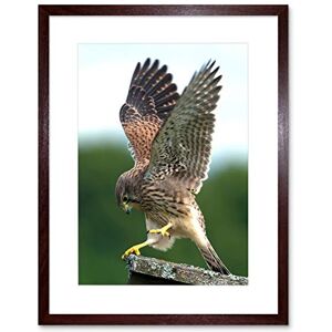 Wee Blue Coo Photo Kestrel Bird Prey Raptor Action Framed Wall Art Print Wee Blue Coo Photo Kestrel Bird Prey Raptor Action Framed Wall Art Print