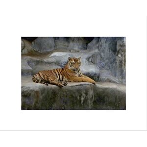 Wee Blue Coo TIGER BIG CAT AFRICAN BLACK FRAME FRAMED ART PRINT PICTURE MOUNT B12X9384 Wee Blue Coo TIGER BIG CAT AFRICAN BLACK FRAME FRAMED ART PRINT PICTURE MOUNT B12X9384