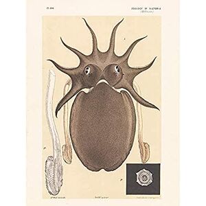 Fine Art Prints Wild Mr John James Large Melbourne Sepia Or Cuttlefish Unframed Wall Art Print Poster Home Decor Premium Fine Art Prints Wild Mr John James Large Melbourne Sepia Or Cuttlefish Unframed Wall Art Print Poster Home Decor Premium