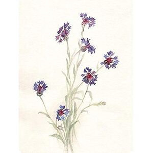 Wee Blue Coo Flower Cornflowers Watercolour Unframed Art Print Poster Wall Decor 12x16 inch Wee Blue Coo Flower Cornflowers Watercolour Unframed Art Print Poster Wall Decor 12x16 inch