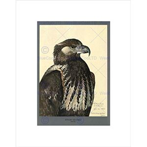 Wee Blue Coo PAINTING ABYSSINIA BIRD MAMMAL FUERTES SEA EAGLE FRAMED ART PRINT MOUNT B12X12863 Wee Blue Coo PAINTING ABYSSINIA BIRD MAMMAL FUERTES SEA EAGLE FRAMED ART PRINT MOUNT B12X12863