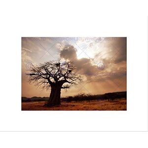 Wee Blue Coo Landscape Single Lone Baobab Tree Sunbeam Wall Art Print Wee Blue Coo Landscape Single Lone Baobab Tree Sunbeam Wall Art Print