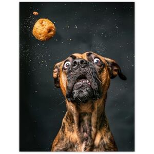 Artery8 Funny Boxer Dog Lover Treat Catch Photo For Living Room Extra Large XL Wall Art Poster Print Artery8 Funny Boxer Dog Lover Treat Catch Photo For Living Room Extra Large XL Wall Art Poster Print