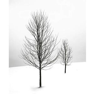 Artery8 Two Silhouette Trees WInter Landscape Photo Large Wall Art Poster Print Thick Paper 18X24 Inch Artery8 Two Silhouette Trees WInter Landscape Photo Large Wall Art Poster Print Thick Paper 18X24 Inch