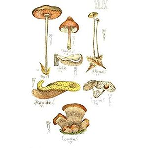 Fine Art Prints Fungus Mushrooms Concalus Oreades Art Print Canvas Premium Wall Decor Poster Fine Art Prints Fungus Mushrooms Concalus Oreades Art Print Canvas Premium Wall Decor Poster