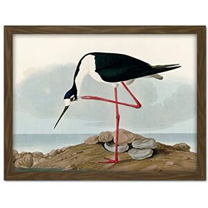 Artery8 Audubon Birds Long Leg Avocet Painting Artwork Framed Wall Art Print 18X24 Inch Artery8 Audubon Birds Long Leg Avocet Painting Artwork Framed Wall Art Print 18X24 Inch