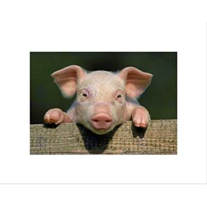 Wee Blue Coo Photo Animal Pig Piglet Cute Farm Pink Baby Babe Wall Art Print Wee Blue Coo Photo Animal Pig Piglet Cute Farm Pink Baby Babe Wall Art Print