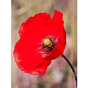 Fine Art Prints Bright Poppy Photo Art Print Canvas Premium Wall Decor Poster Fine Art Prints Bright Poppy Photo Art Print Canvas Premium Wall Decor Poster