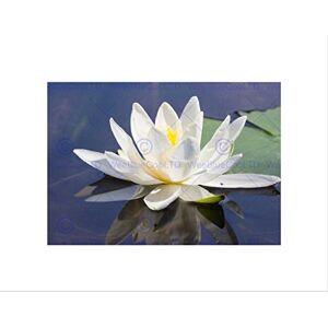Wee Blue Coo WATER LILY FLOWER BLOOM BLACK FRAME FRAMED ART PRINT PICTURE MOUNT B12X8981 Wee Blue Coo WATER LILY FLOWER BLOOM BLACK FRAME FRAMED ART PRINT PICTURE MOUNT B12X8981