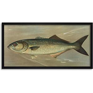 Artery8 Petrie North American Fishes Bluefish Illustration Framed Wall Art Print Long 25X12 Inch Artery8 Petrie North American Fishes Bluefish Illustration Framed Wall Art Print Long 25X12 Inch