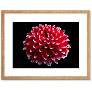 Wee Blue Coo Photo Single Dahlia Pink Red Flower Bloom Framed Wall Art Print Wee Blue Coo Photo Single Dahlia Pink Red Flower Bloom Framed Wall Art Print