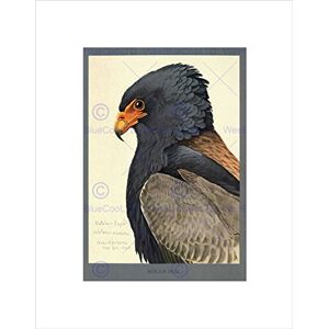 Wee Blue Coo Painting Abyssinia Bird Mammal Fuertes Eagle Bateleur Wall Art Print Wee Blue Coo Painting Abyssinia Bird Mammal Fuertes Eagle Bateleur Wall Art Print