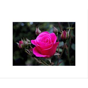 Wee Blue Coo PHOTO COMPOSITION PRETTY PINK FLOWER PETALS ROSE FRAMED ART PRINT B12X13078 Wee Blue Coo PHOTO COMPOSITION PRETTY PINK FLOWER PETALS ROSE FRAMED ART PRINT B12X13078