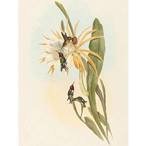 Wee Blue Coo Gould Richter British Hummingbird Zoology Art Print Poster Wall Decor 12X16 Inch Wee Blue Coo Gould Richter British Hummingbird Zoology Art Print Poster Wall Decor 12X16 Inch