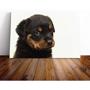 Big Box Art Rottweiler Puppy Dog Canvas Print Gallery Wrapped 30mm Frame Wall Art 20x14 inches Ready to Hang Modern Animals Picture Living Room Bedroom Lounge Office Big Box Art Rottweiler Puppy Dog Canvas Print Gallery Wrapped 30mm Frame Wall Art 20x14 inches Ready to Hang Modern Animals Picture Living Room Bedroom Lounge Office