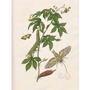 Artery8 Merian Metamorphosis Nature Insects Leaves Painting Premium Wall Art Canvas Print 18X24 Inch Artery8 Merian Metamorphosis Nature Insects Leaves Painting Premium Wall Art Canvas Print 18X24 Inch