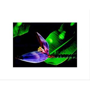 Wee Blue Coo Photo Nature Plant Flower Purple Petals Orchid Wall Art Print Wee Blue Coo Photo Nature Plant Flower Purple Petals Orchid Wall Art Print