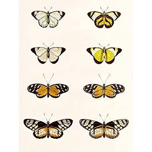 Wee Blue Coo Nature Study Humboldt Butterflies Light Unframed Wall Art Print Poster Home Decor Premium Wee Blue Coo Nature Study Humboldt Butterflies Light Unframed Wall Art Print Poster Home Decor Premium