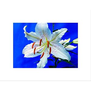 Wee Blue Coo PHOTOGRAPH NATURE PLANT FLOWER MACRO LILY PETALS FRAMED ART PRINT MOUNT B12X3883 Wee Blue Coo PHOTOGRAPH NATURE PLANT FLOWER MACRO LILY PETALS FRAMED ART PRINT MOUNT B12X3883