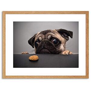 Wee Blue Coo Animal Photo Pug Dog Treat Food Eyes Cute Framed Wall Art Print Wee Blue Coo Animal Photo Pug Dog Treat Food Eyes Cute Framed Wall Art Print