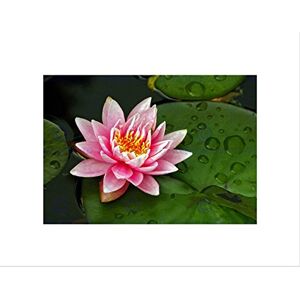 Wee Blue Coo LOTUS FLOWER LILY PAD PINK BLACK FRAME FRAMED ART PRINT PICTURE MOUNT B12X9469 Wee Blue Coo LOTUS FLOWER LILY PAD PINK BLACK FRAME FRAMED ART PRINT PICTURE MOUNT B12X9469
