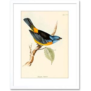 Wee Blue Coo Scientific Bird Illustration F'' Tanagra Darwin Framed Wall Art Print Wee Blue Coo Scientific Bird Illustration F'' Tanagra Darwin Framed Wall Art Print