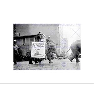 Wee Blue Coo Circus Vintage Elephant Advert Parade USA Wall Art Print Wee Blue Coo Circus Vintage Elephant Advert Parade USA Wall Art Print